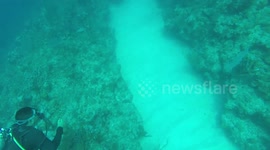 Amazing encounter with Giant Logger Head Sea Turtle and Nurse Shark!