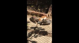 Tortoises and kitten in bizarre feeding frenzy