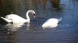 Swans Feeding