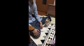 Tiny chihuahua desperately asks for attention