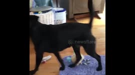 Adorable Dog excited to swim