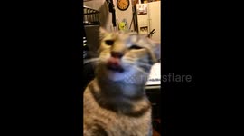 CRAZY CAT
