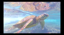 Snorkeling with turtles at Black rock Ka'anapali Beach Maui