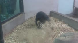 Gorilla gets into a spin