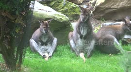Kangaroos just chilling