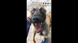 Puppy malinois attack the camera !