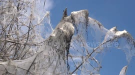 Caterpillar swarm completely covers tree in giant silk web