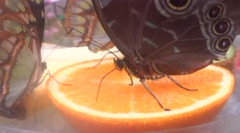 Giant Blue Morpho butterflies feeding on fruit