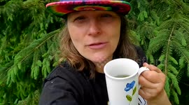 How to make Pine Shoot Tea