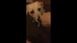 Fist pump