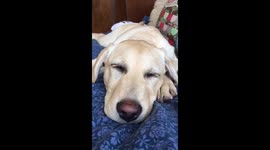 Sleepy puppy