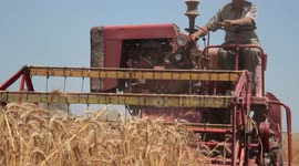 Rare 1965 Wheat Harvesting Machine