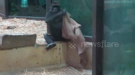Gorilla likes wearing a sack