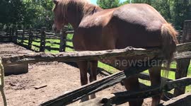 Itchy tooshie!