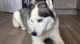 Kobi the talking husky