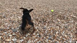 Slo-mo doggy twerk