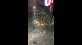 cock chafer beetle