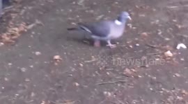 Wood Pidgeon Eats food close up