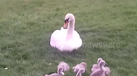 2 Swans 7 Cygnets rest on the lawn grass