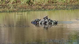 Turtles hitch a ride on the back of a hippo