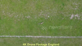 Drone flying captures Dog finding dead Squirrel in local park