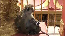 Monkey baby