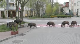 Family of wild boar in Polish city centre