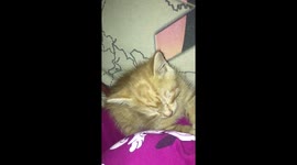 Cute kitten's head falling as it falls asleep