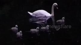 7 Swan Cygnets go for there first swim in the river