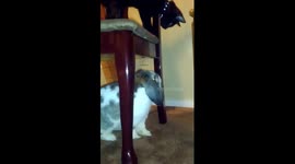 Danni & Bunny