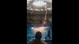 水族館のイルカショー