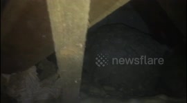 Ten giant wasps' nests found in loft