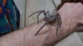 Massive spider crawls up man's arm!