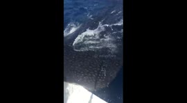 Whale shark bites boat