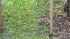 fox cubs in London 2017