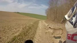 Quad biker crashes into deer