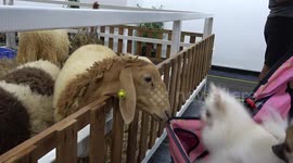 Pomeranian dogs make friends with sheep at pet exhibition