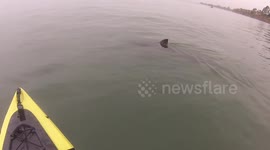 Kayaker has close encounter with great white shark