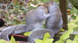 Grey squirrels mating in London