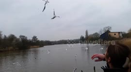 Birds just love the bread