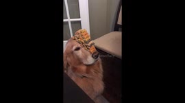 Very patient dog lets owner pile 50 biscuits on her nose