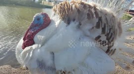 Tom Turkey doesn't like to be touched.