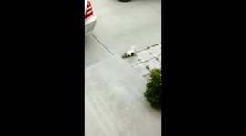 Arizona woman finds Tarantula in her shoe!
