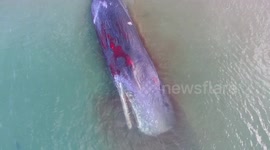 Sperm whale beaches itself in New Zealand