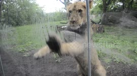 Lion cub really wants the umbrella