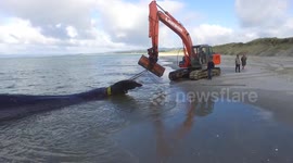 Stranded sperm whale is towed away from harbour in New Zealand