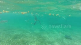 Crazy swim with dozens of Sharks and Rays! (Contact Made!)