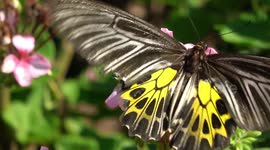 Birdwing butterfly feeding