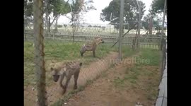 Spotted Hyenas laughing in excitement!