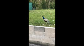 Escaped Peacock in my garden